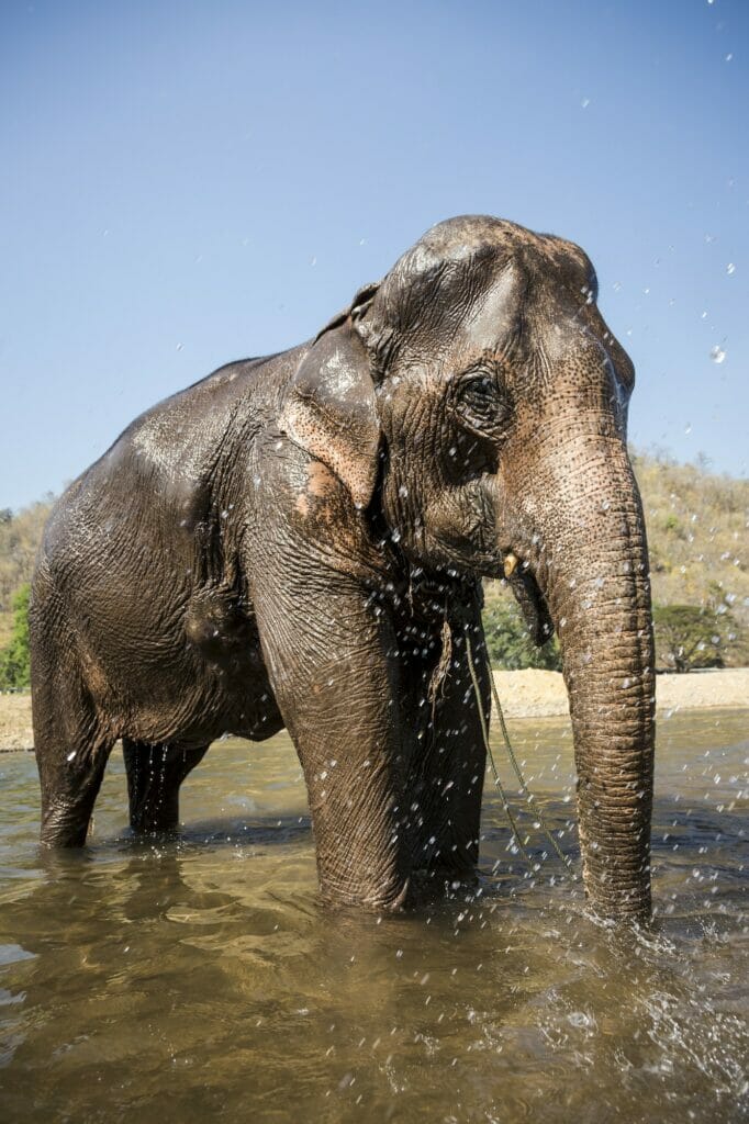 Elephant cooling off in river at animal sanctuary, Chiang Mai, Thailand